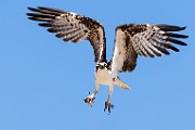 Sea of Cortez  Osprey : Osprey
