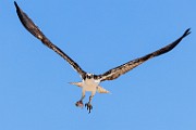 Sea of Cortez  Osprey : Osprey