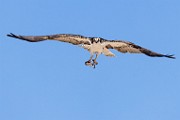 Sea of Cortez  Osprey : Osprey