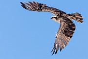 Sea of Cortez  Osprey : Osprey