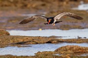 Sea of Cortez  American Oystercatcher : American Oystercatcher