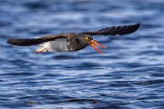 Sea of Cortez  American Oystercatcher : American Oystercatcher