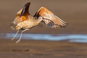 Sea of Cortez  Long-billed Curlew : Long-billed Curlew