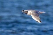 Sea of Cortez  Little Gull : Little Gull