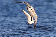 Sea of Cortez  Ring-billed Gull : Ring-billed Gull