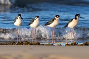 Sea of Cortez  Black-necked Stlt : Black-necked Stlt