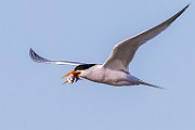 Sea of Cortez  Common Tern : Common Tern