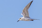 Sea of Cortez  Common Tern : Common Tern