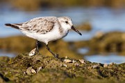 Sea of Cortez  Sandlerling - Nonbreeding Adult : Sandlerling - Nonbreeding Adult