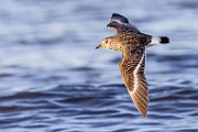 Sea of Cortez  Sandlerling - Breeding Adult : Sandlerling - Breeding Adult