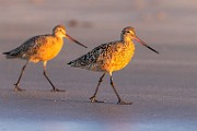 Sea of Cortez  Marbled Godwit : Marbled Godwit