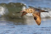 Sea of Cortez  Marbled Godwit : Marbled Godwit