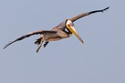 Sea of Cortez  Brown Pelican : Brown Pelican