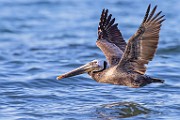 Sea of Cortez  Brown Pelican : Brown Pelican