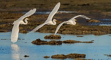 Sea of Cortez  Great Egret : Great Egret