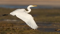 Sea of Cortez  Great Egret : Great Egret