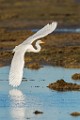Sea of Cortez  Great Egret : Great Egret