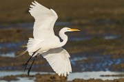 Sea of Cortez  Great Egret : Great Egret