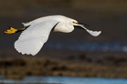 Sea of Cortez  Snowy Egret : Snowy Egret