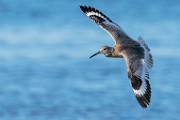 Sea of Cortez  Willet : Willet