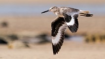 Sea of Cortez  Willet : Willet