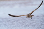 Sea of Cortez  Marbled Godwit : Marbled Godwit