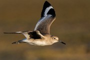 Sea of Cortez  Willet : Willet