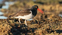 Sea of Cortez  American Oystercatcher : American Oystercatcher
