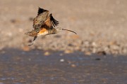 Sea of Cortez  Long_billed Curlew : Long_billed Curlew