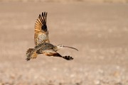 Sea of Cortez  Long_billed Curlew : Long_billed Curlew