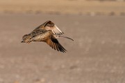 Sea of Cortez  Long_billed Curlew : Long_billed Curlew