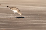 Sea of Cortez  Willet : Willet