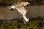 Sea of Cortez  Least Sandpiper : Least Sandpiper