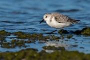 Sea of Cortez  Western Sandpiper - Juvenile : Western Sandpiper - Juvenile