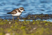 Sea of Cortez  Wilson's Plover : Wilson's Plover