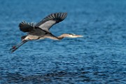 Sea of Cortez  Great Blue Heron : Great Blue Heron