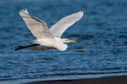 Sea of Cortez  Great Heron : Great Heron