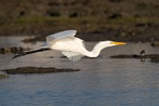 Sea of Cortez  Great Heron : Great Heron
