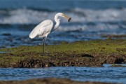 Sea of Cortez  Great Heron : Great Heron