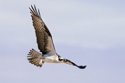 Osprey  Osprey : Osprey