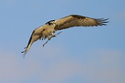 Osprey  Osprey : Osprey