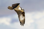 Osprey  Osprey : Osprey