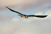 Osprey  Osprey : Osprey