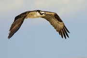 Osprey  Osprey : Osprey