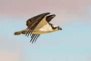 Osprey  Osprey : Osprey
