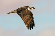 Osprey  Osprey : Osprey
