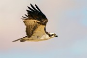 Osprey  Osprey : Osprey