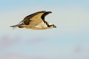 Osprey  Osprey : Osprey