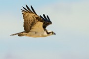 Osprey  Osprey : Osprey