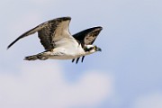 Osprey  Osprey : Osprey